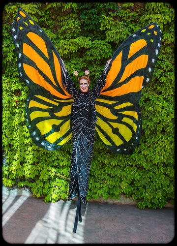 Monarch Butterfly
~Specialty~